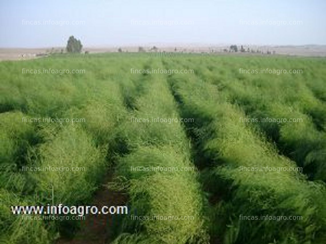 Fotos de A la venta finca rustica de cultivo en el poniente granadino 21000 m2 terreno plano, escóznar