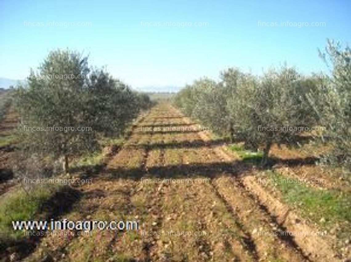 Fotos de A la venta exclusiva  finca olivos y mansión