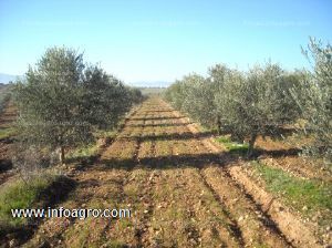 A la venta exclusiva  finca olivos y mansión