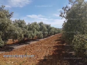 En venta  finca  de olivar super rentabilidad  salinas antequera