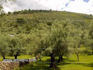 Vendo 2500 olivos en la sierra de aracena