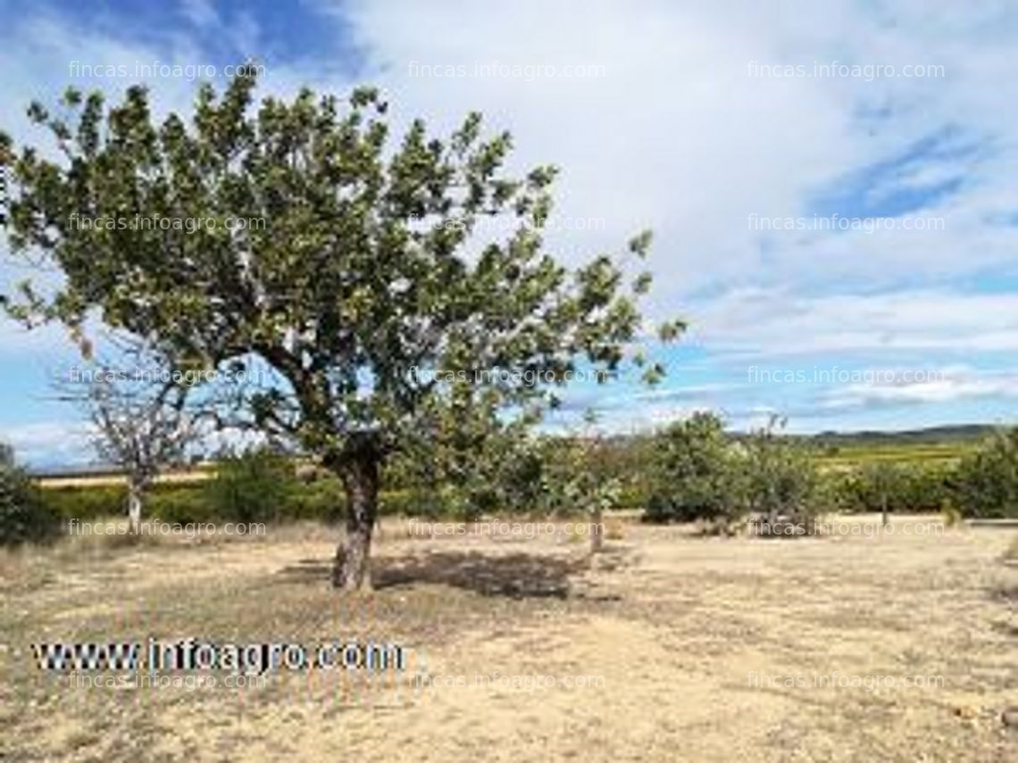 Fotos de En venta  campo secano   viña   o almendros