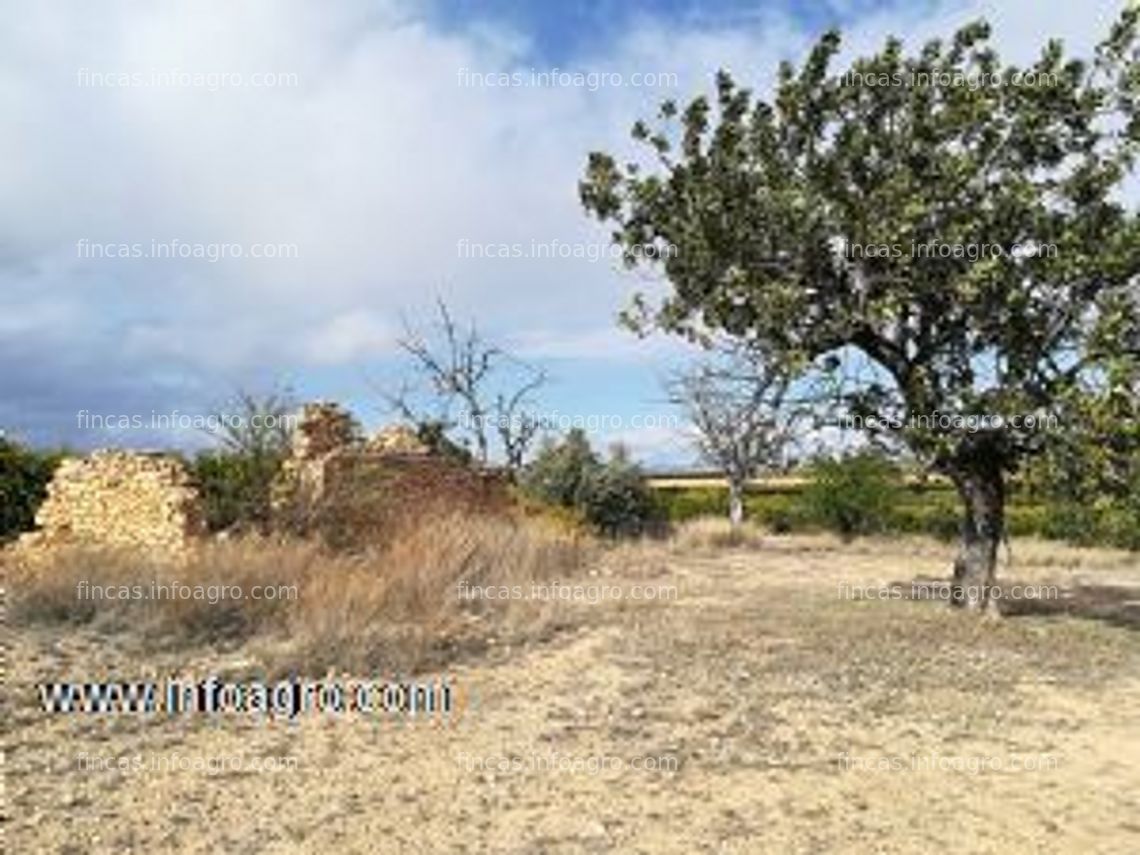 Fotos de En venta  campo secano   viña   o almendros