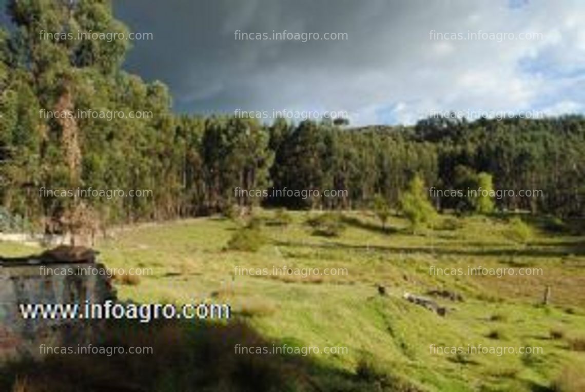 Fotos de A la venta inmobiliaria dumont vende finca en iza boyacà colombia.