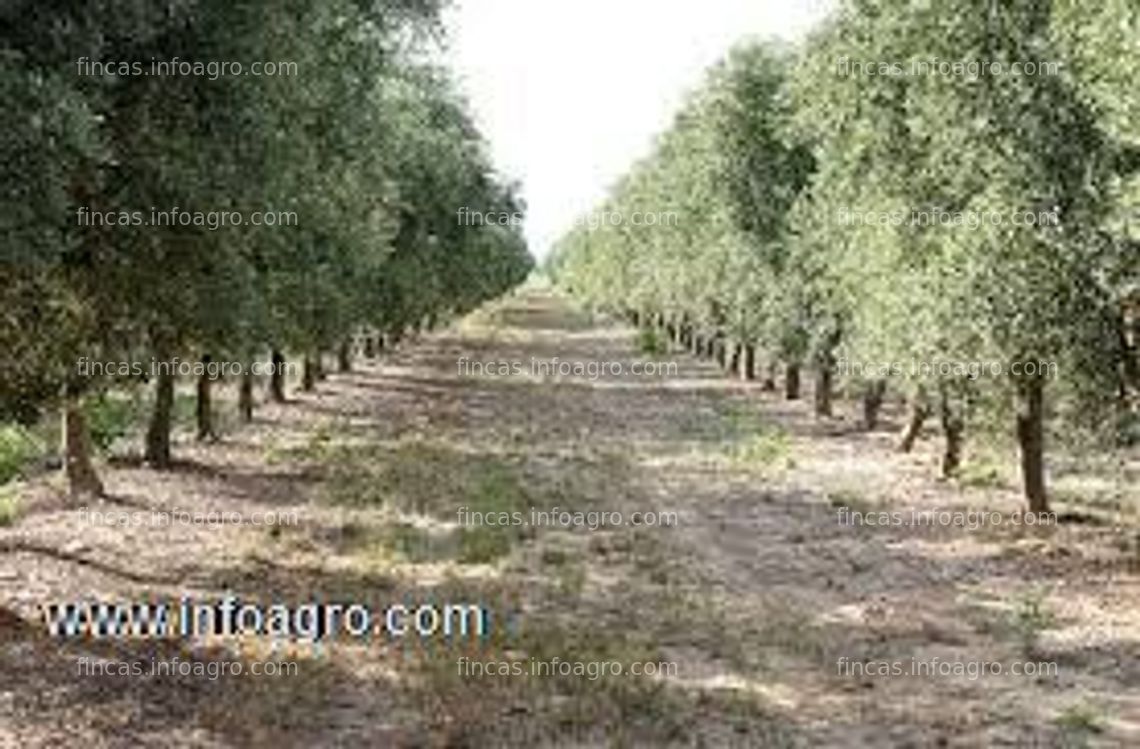 Fotos de En venta  finca para olivos ó viñedos en catamarca