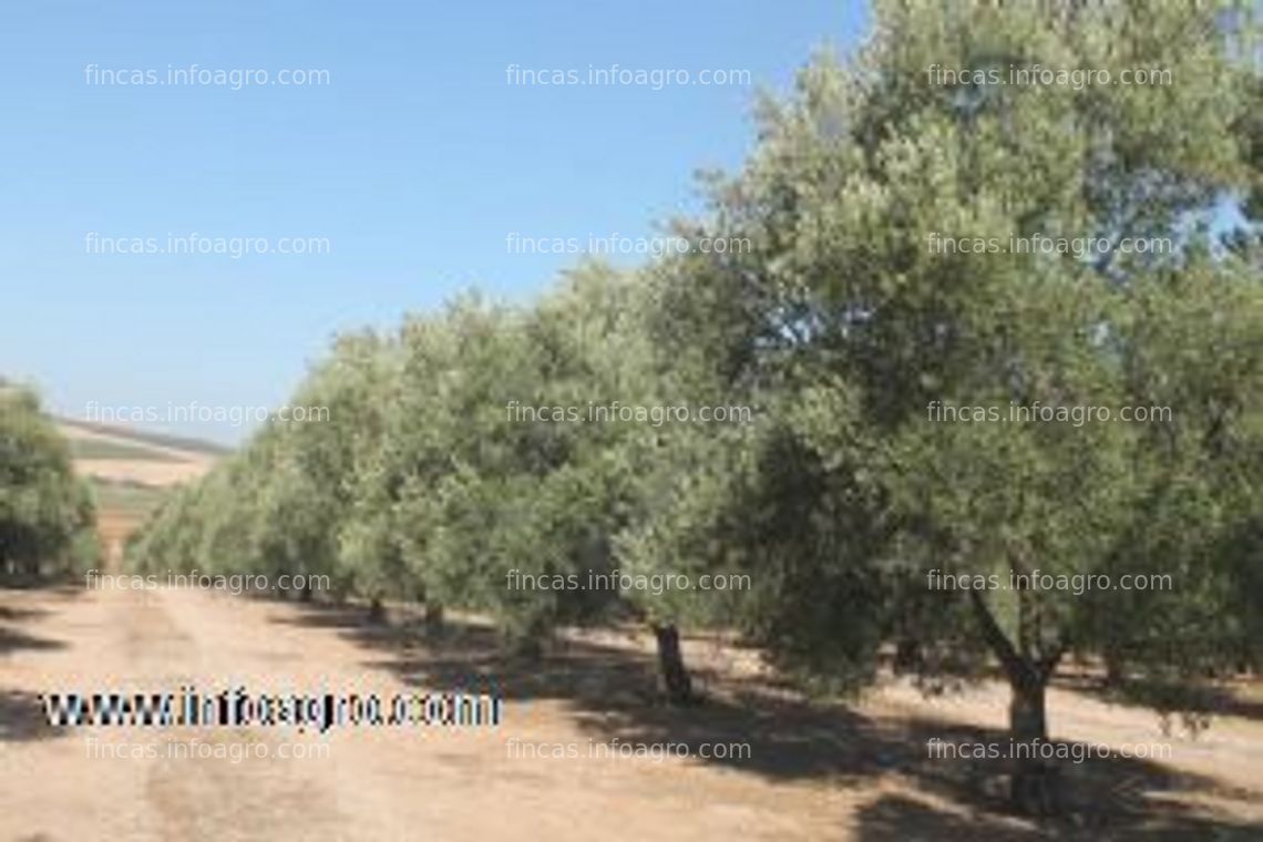 Fotos de En venta  finca de olivos  de un pie  zona salinas antequera