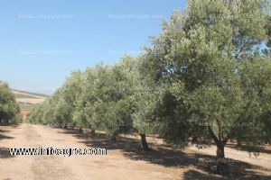 En venta  finca de olivos  de un pie  zona salinas antequera