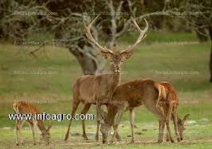 En venta  finca de caza 1000 hectáreas  sierra de las nieves  ronda málaga