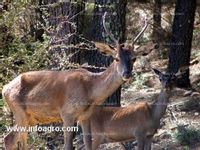 Fotos de En venta  de finca de caza 1400 has en sierra de san pedro extremadura