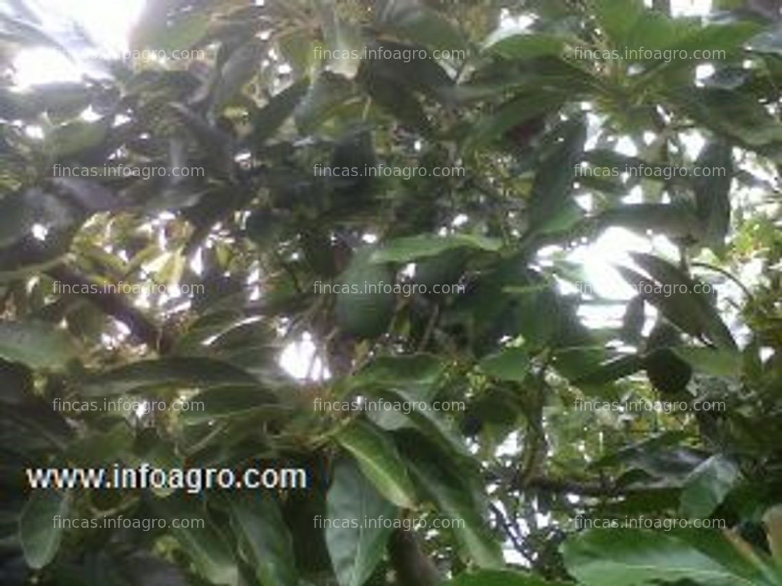 Fotos de Vendo finca de aguacates