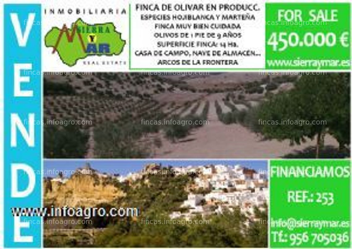 Fotos de A la venta finca de olivar en plena producción