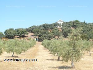 A la venta finca de olivos 80 ha