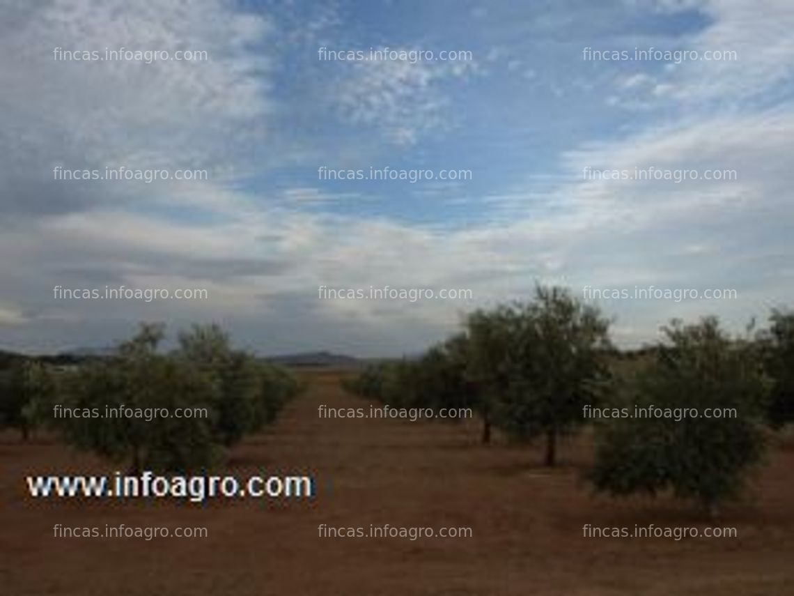 Fotos de A la venta finca de olivos 80 ha