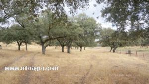 Vendo finca de encinas y pastos en el sur de extremadura