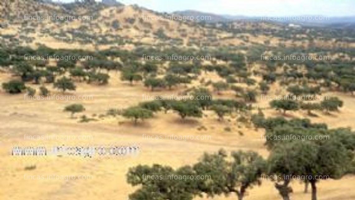 Fotos de Vendo finca de encinas y pastos en el sur de extremadura