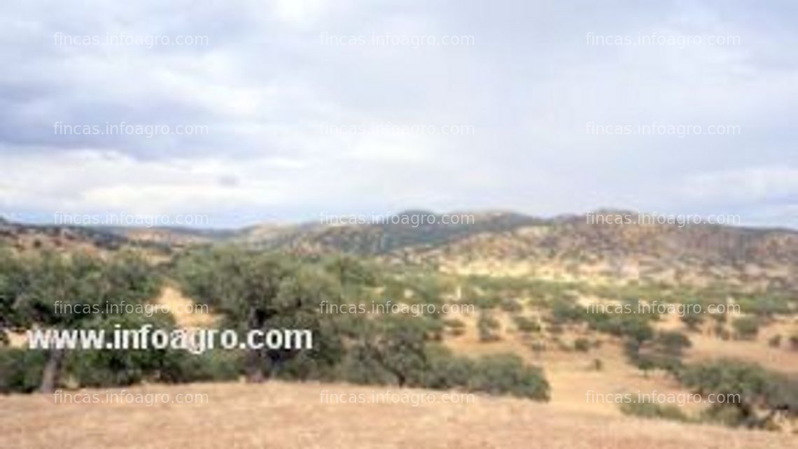 Fotos de Vendo finca de encinas y pastos en el sur de extremadura