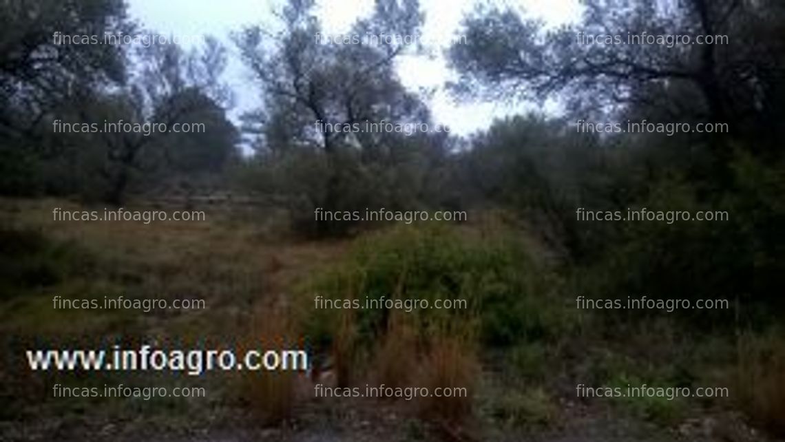 Fotos de En venta  oportunidad unica en canet lo roig olivar garroceros finca totalmente plana
