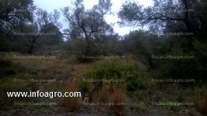 En venta  oportunidad unica en canet lo roig olivar garroceros finca totalmente plana