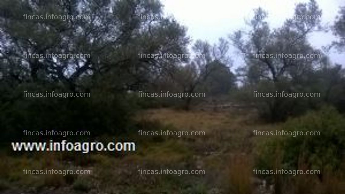 Fotos de En venta  oportunidad unica en canet lo roig olivar garroceros finca totalmente plana