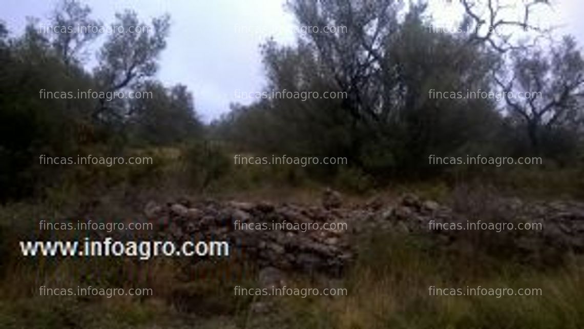 Fotos de En venta  oportunidad unica en canet lo roig olivar garroceros finca totalmente plana