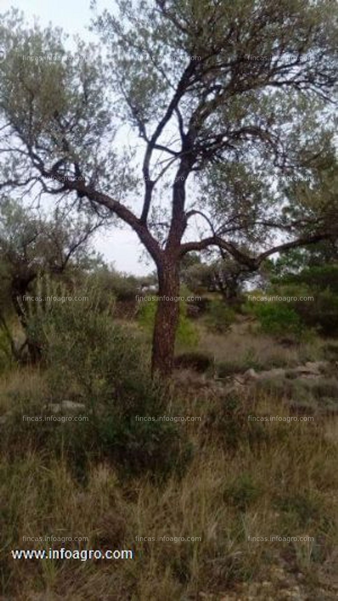 Fotos de Se vende finca en canet lo roig oportunidad unica