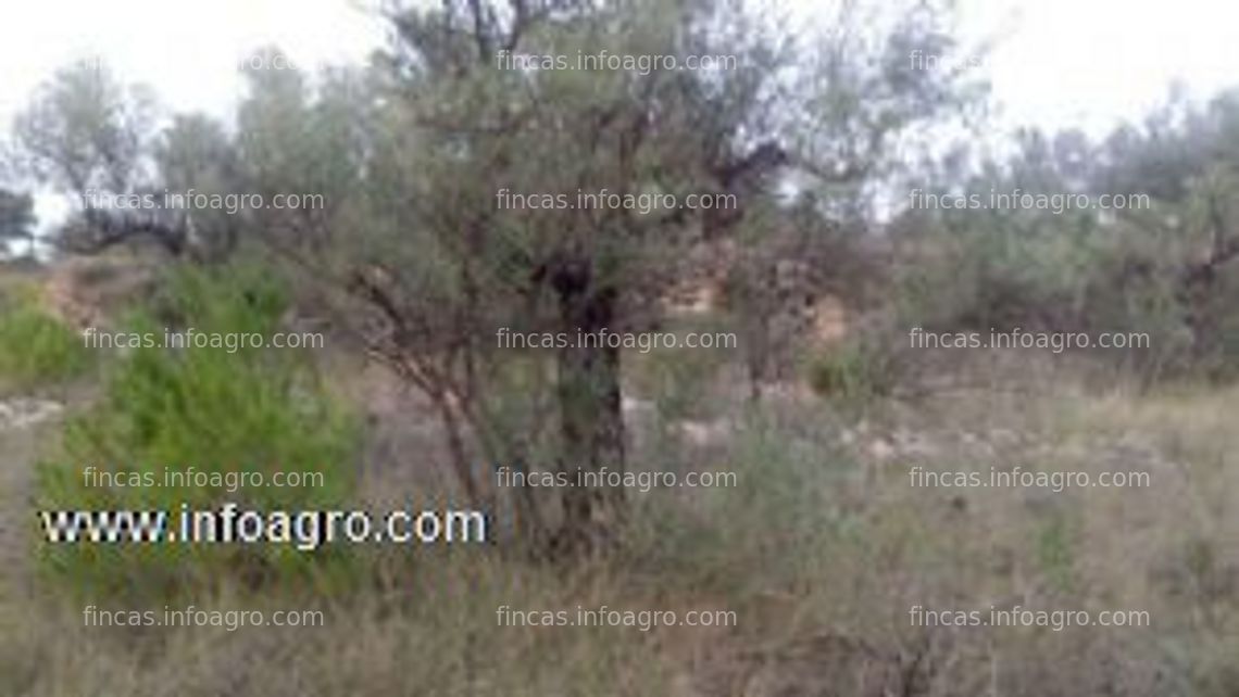 Fotos de Se vende finca en canet lo roig oportunidad unica