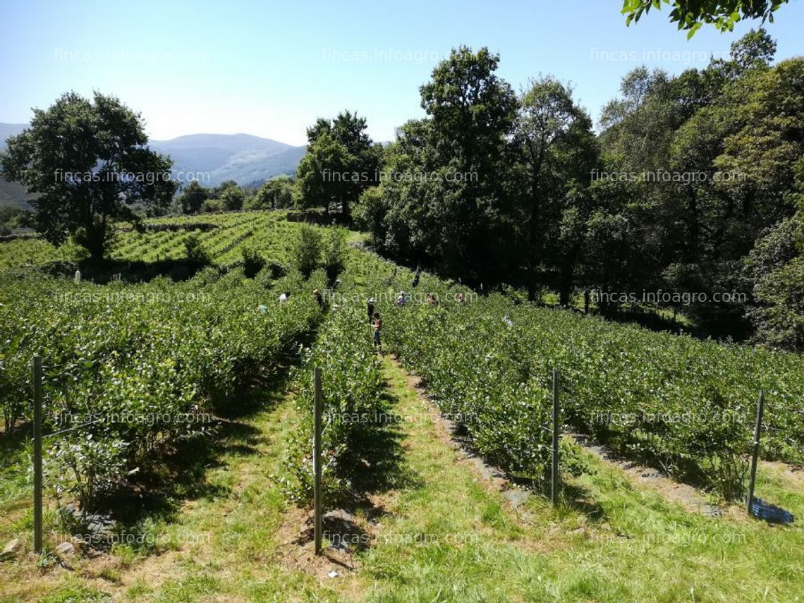 Fotos de En venta  finca con plantacion de arandanos, cabaña pasiega y posibilidad de turismo rural