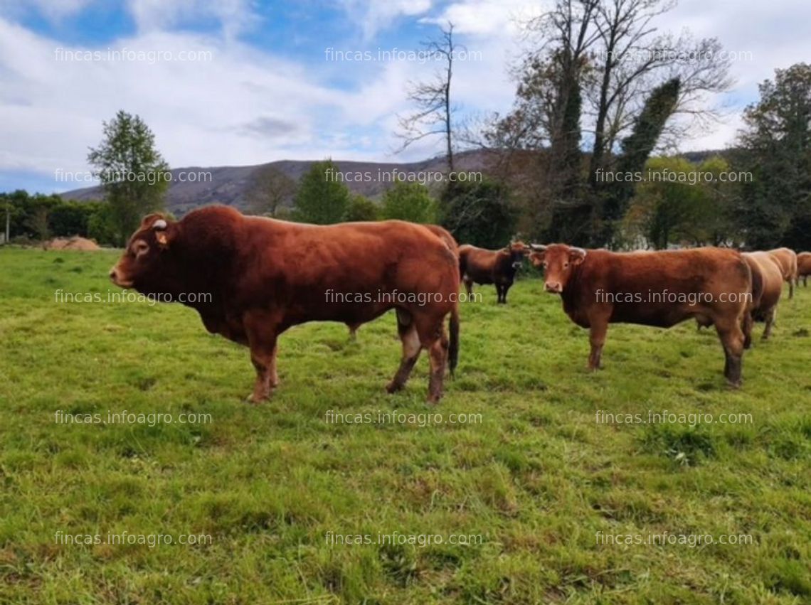 Fotos de Vendo granja vacas ecológicas - verín - oportunidad!