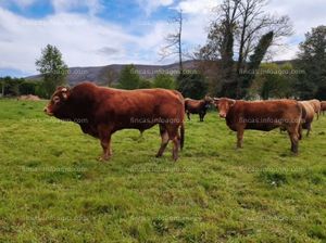 Vendo granja vacas ecológicas - verín - oportunidad!