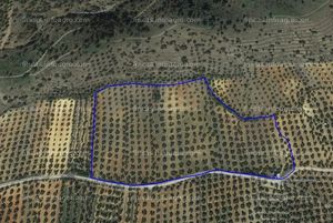 En venta  olivar de 5,8 ha de olivos variedad picual de secano en baños de la encina, jaen