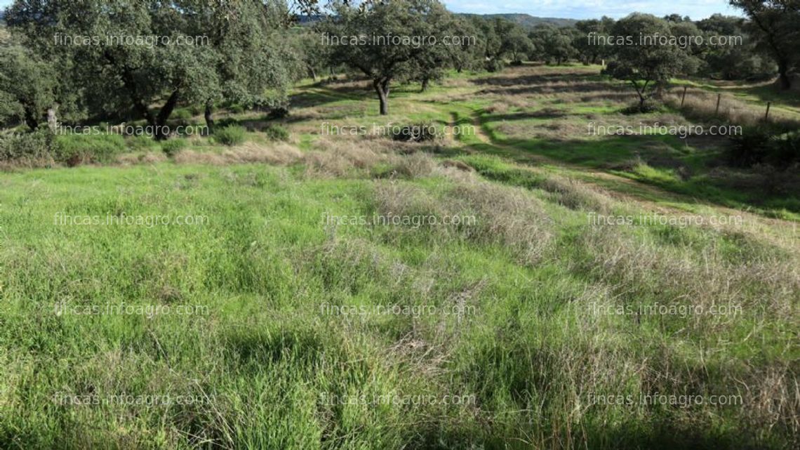 Fotos de A la venta Dehesa contrato de pasto, ovejas y montanera temporada 2022 a 2023, y Yeguadas a pasto en libertad. Descuento 10% trashumantes