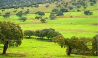 Fotos de En venta  fincas para agricultura u ocio