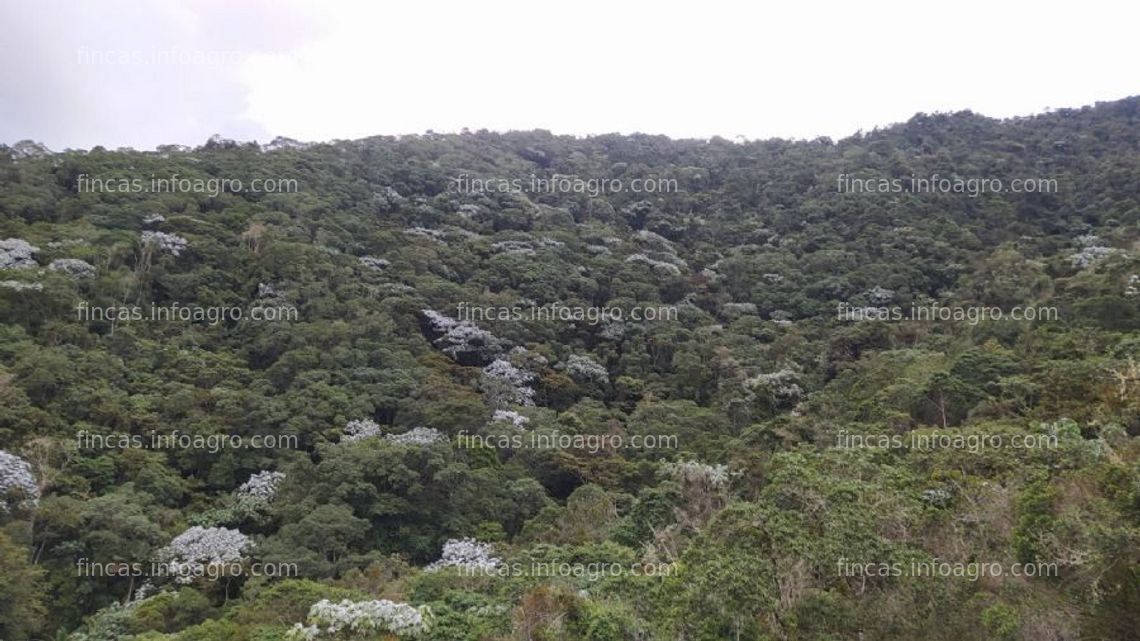 Fotos de Se vende finca en venta, 364 hectáreas, 12 nacimientos de agua, colombia-valle del cauca