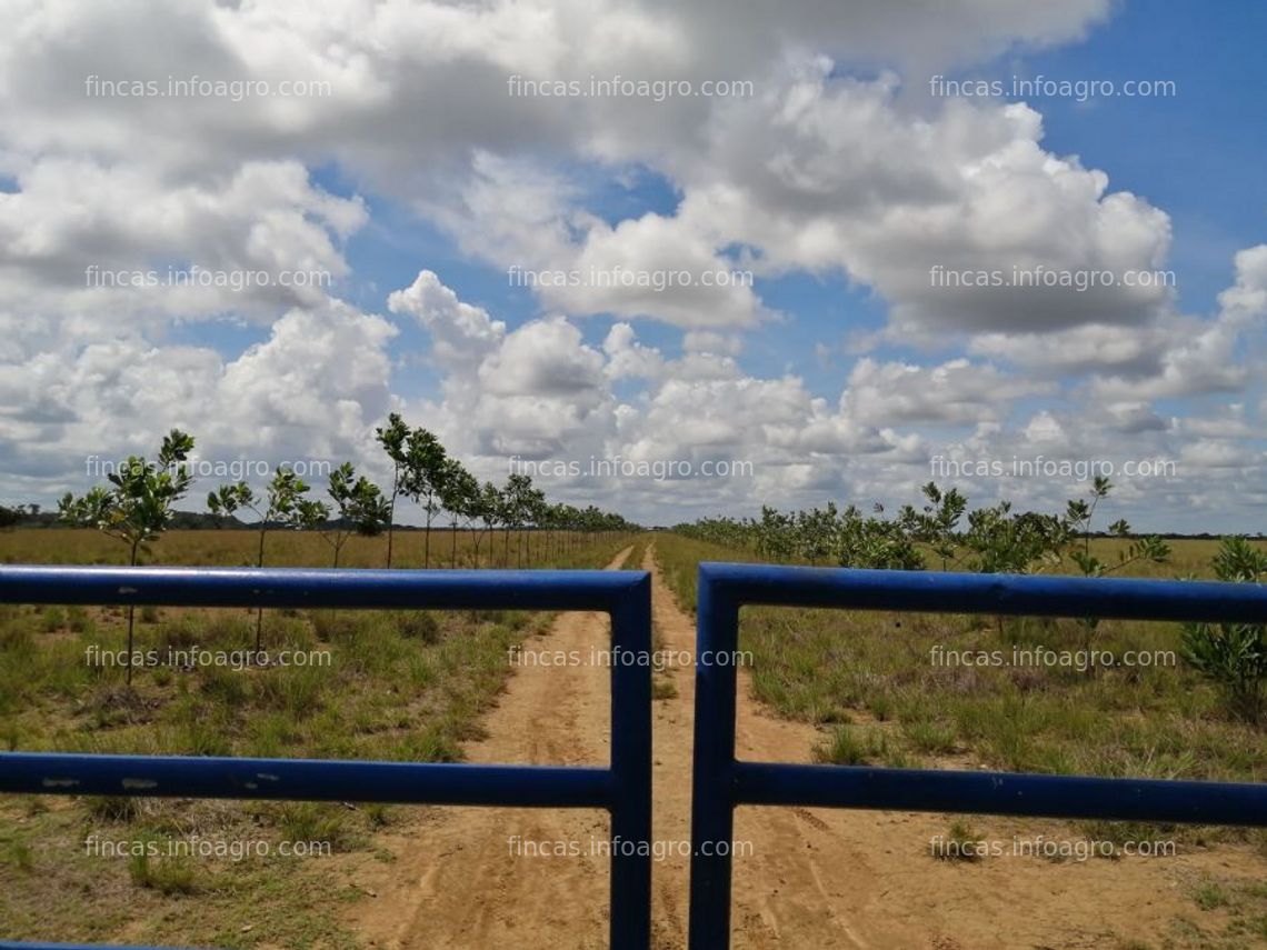 Fotos de Vendo gran oportunidad de inversión, finca en el placer vichada