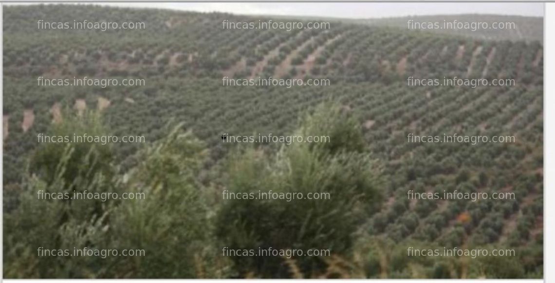 Fotos de Vendo olivar de 96 olivos