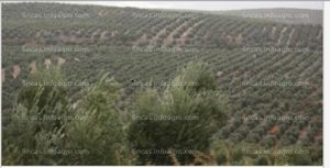 Vendo olivar de 96 olivos