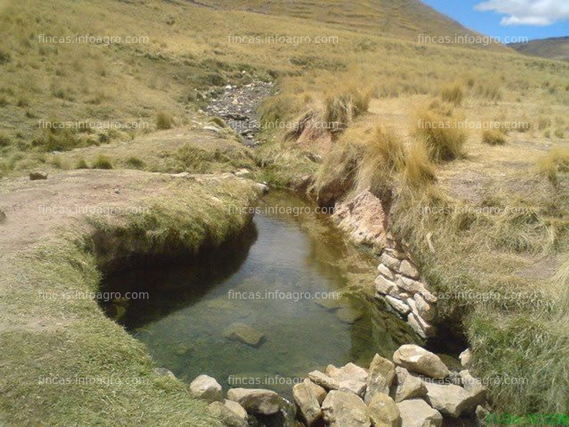 Fotos de Se vende fundo de alpacas y ovejas de mas 200 hectáreas en la zona e melgar puno