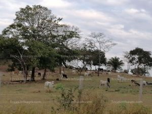 En venta propiedad ganadera a 50 km de san ramon - sta.cruz - bolivia