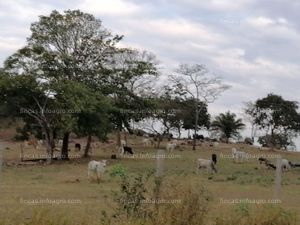 En venta  propiedad ganadera  a  50 km de san ramon - sta.cruz - bolivia