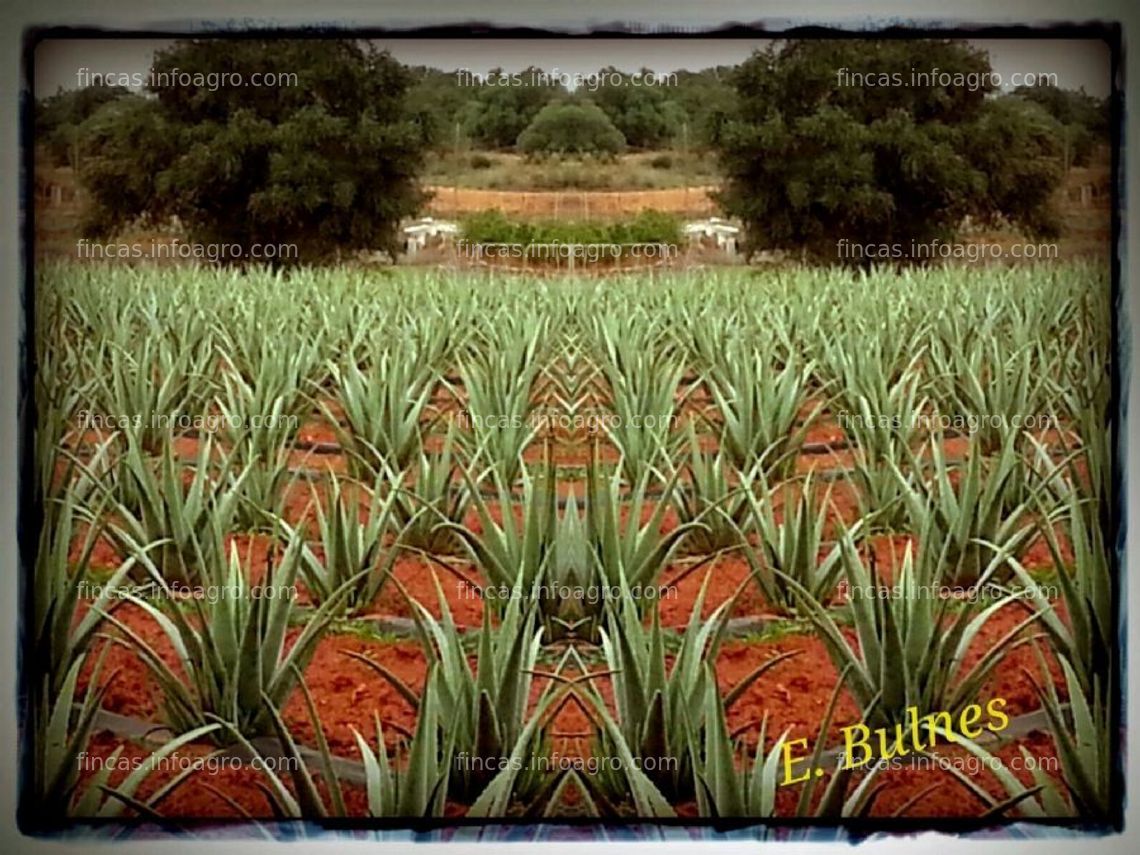 Fotos de En alquiler finca en ecológico y certificada