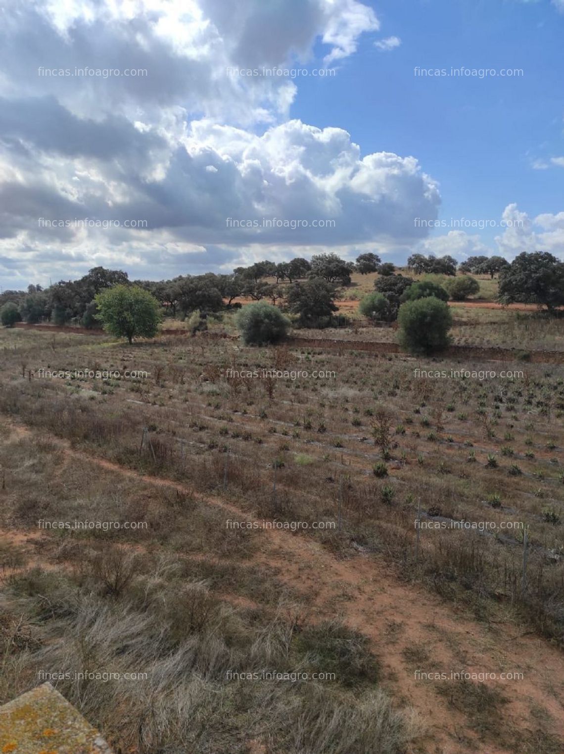 Fotos de En alquiler finca en ecológico y certificada