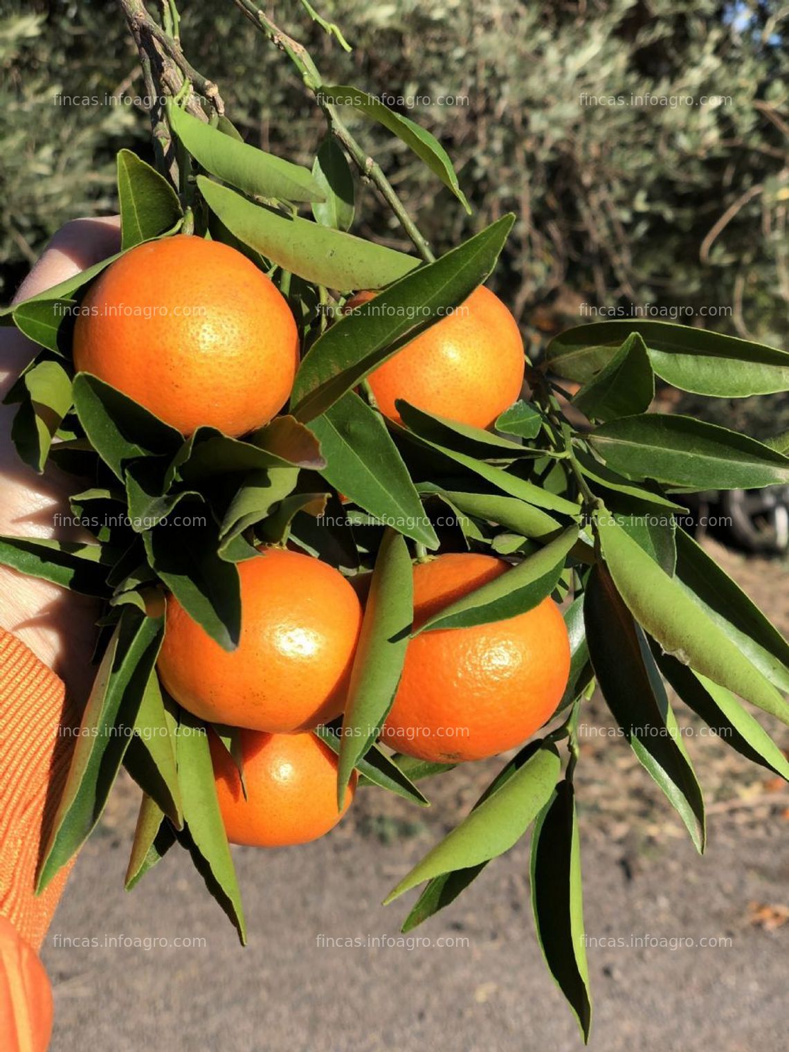 Fotos de En venta  finca de naranjos