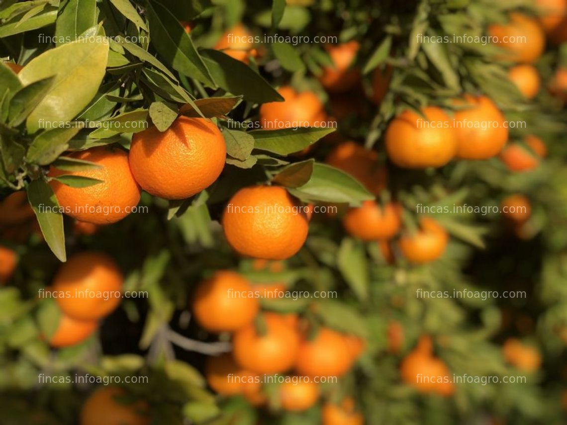 Fotos de Se vende finca de naranjos