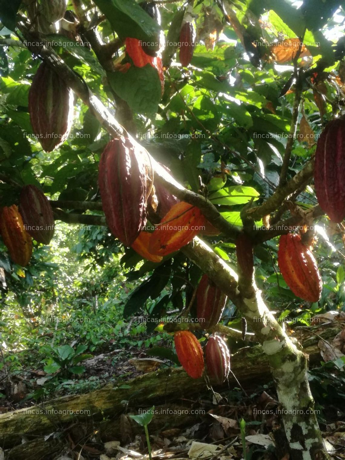 Fotos de A la venta terreno agrícola 120 h con plantaciónes de cacao 9 h en irazola- pucallpa- región ucayaliion