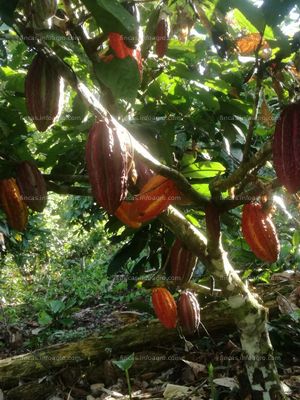 A la venta terreno agrícola 120 h con plantaciónes de cacao 9 h en irazola- pucallpa- región ucayaliion
