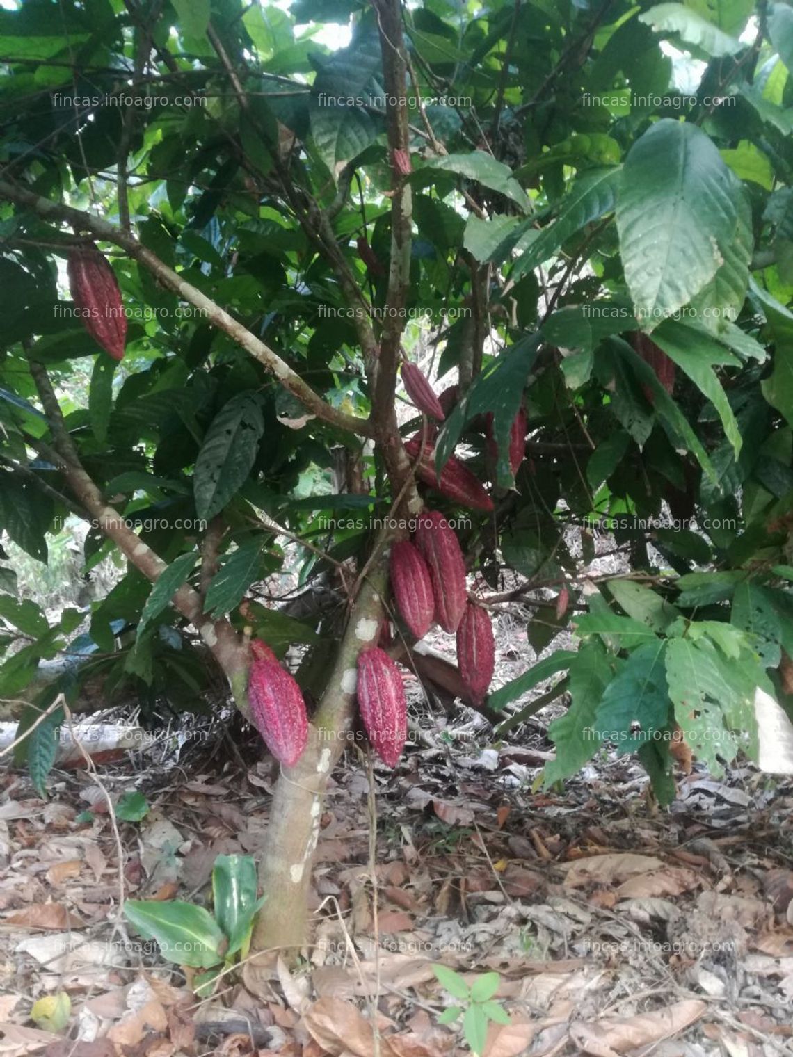Fotos de A la venta terreno agrícola 120 h con plantaciónes de cacao 9 h en irazola- pucallpa- región ucayaliion