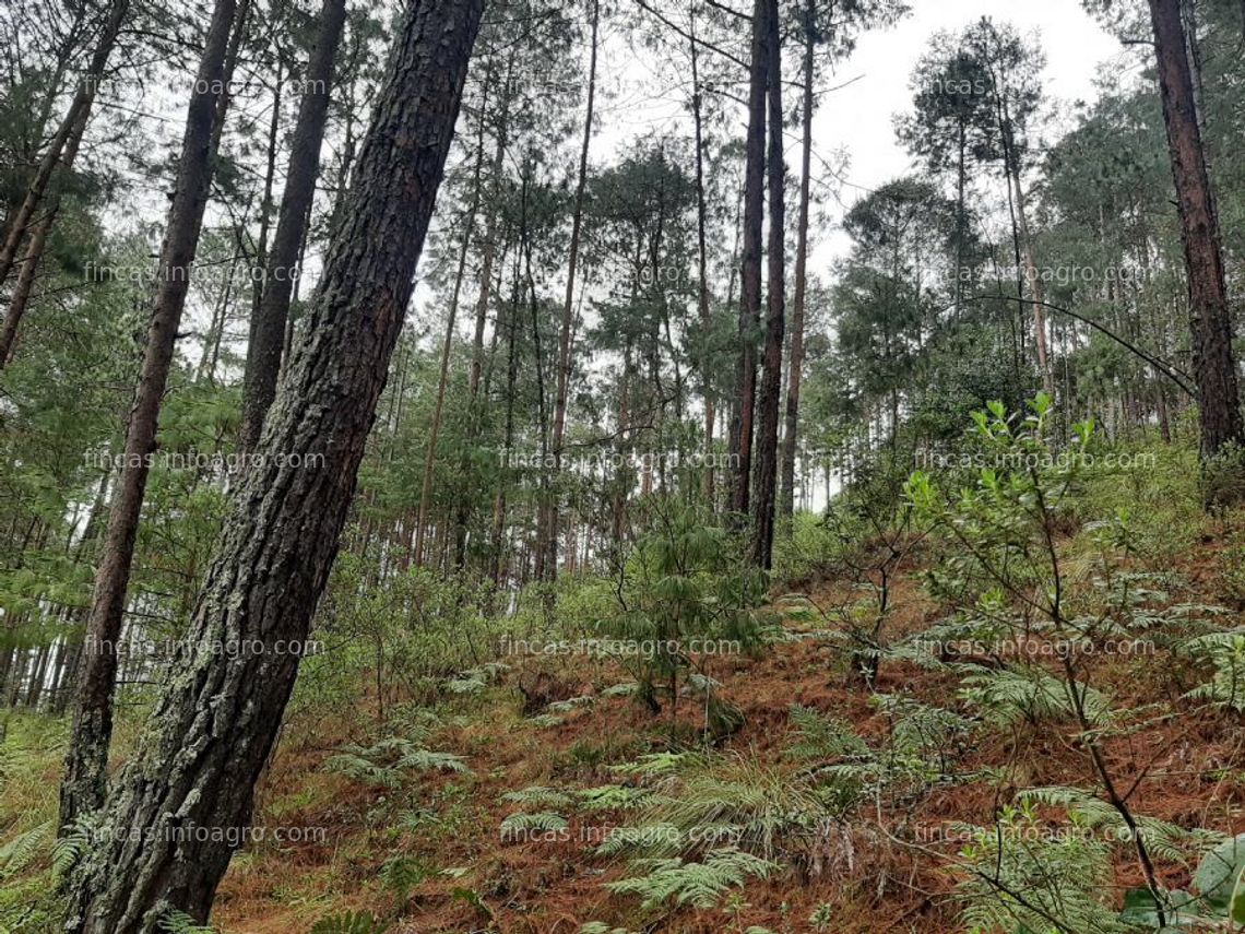 Fotos de A la venta terreno rustico (monte)