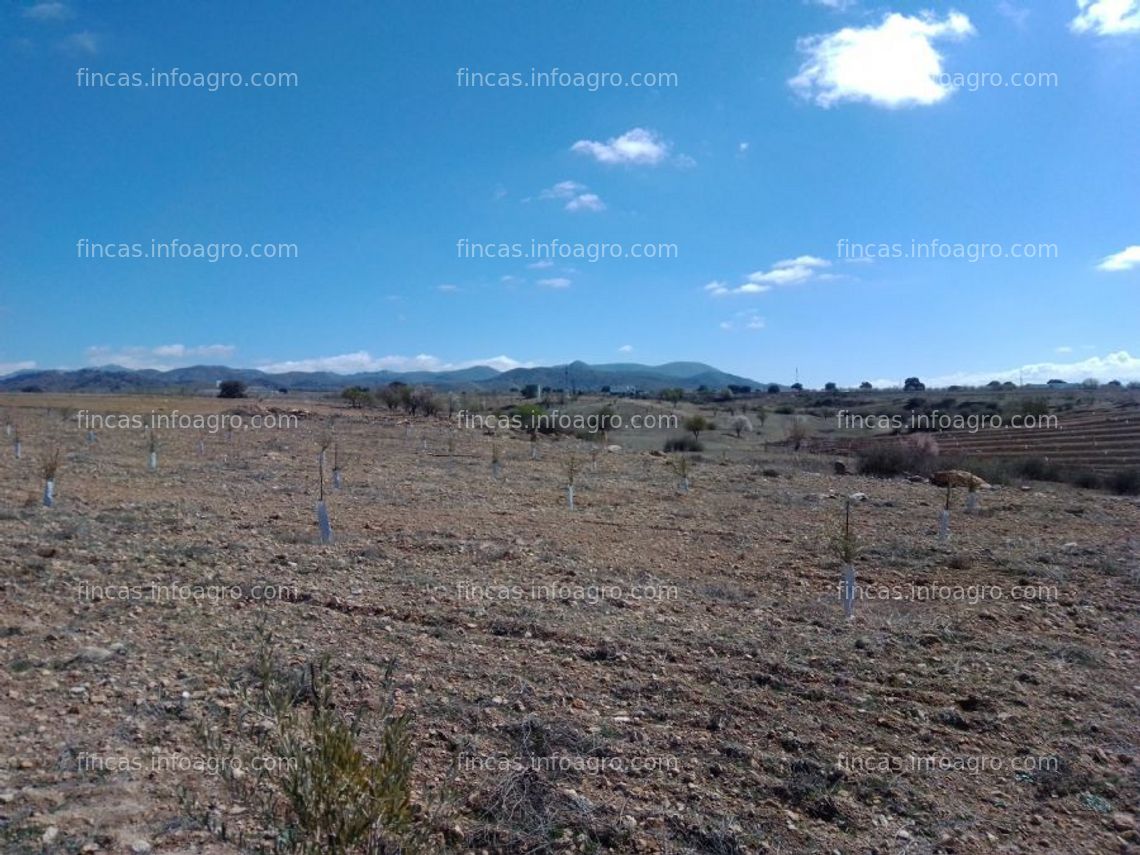 Fotos de A la venta finca de 5 ha de olivar con casa cueva de regadío