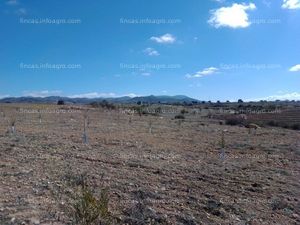 A la venta finca de 5 ha de olivar con casa cueva de regadío