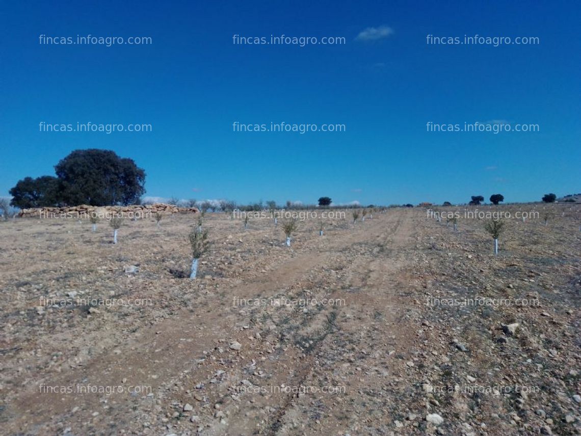 Fotos de A la venta finca de 5 ha de olivar con casa cueva de regadío